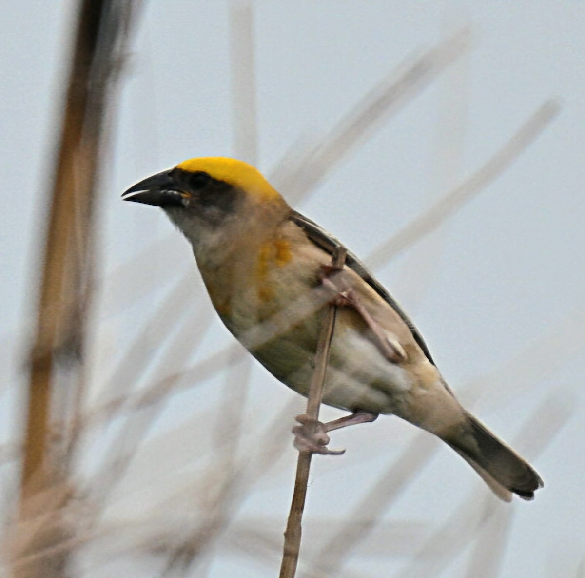 Baya Weaver - ML637777864
