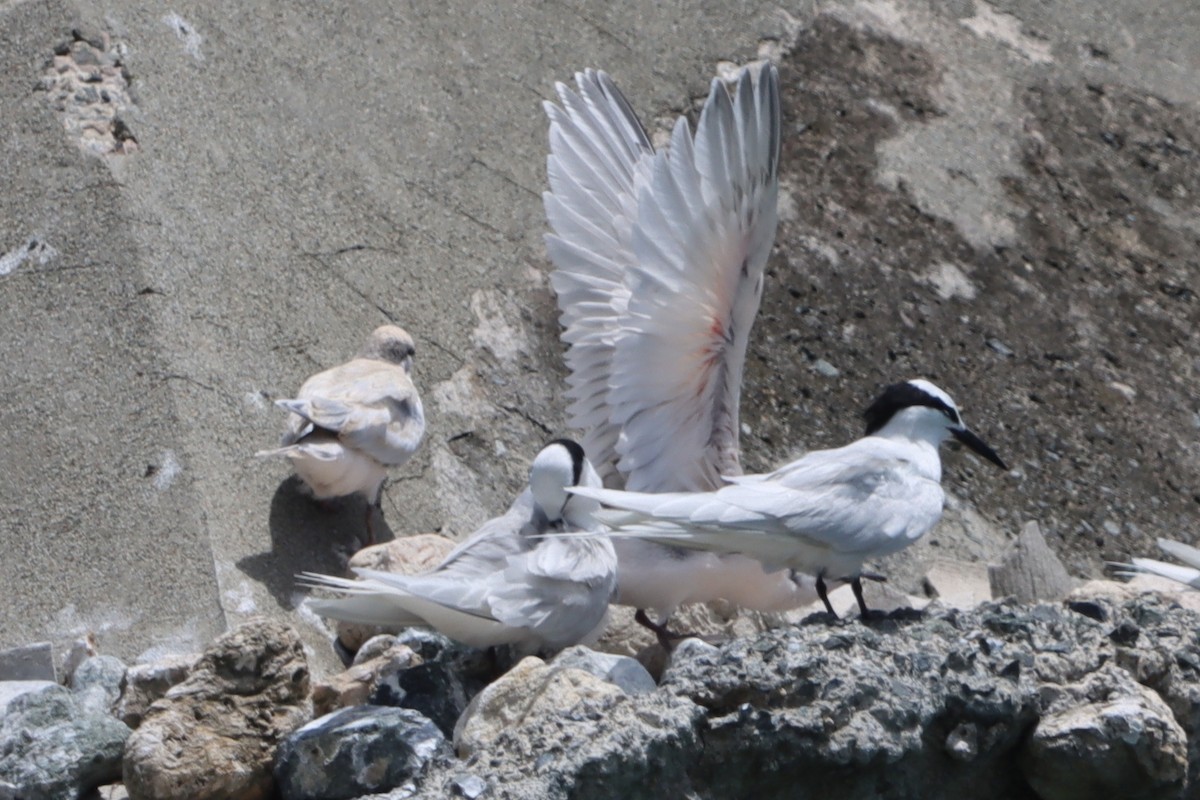 Black-naped Tern - ML637777865