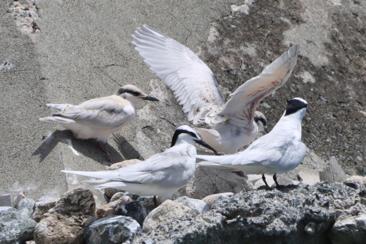 Black-naped Tern - ML637777866