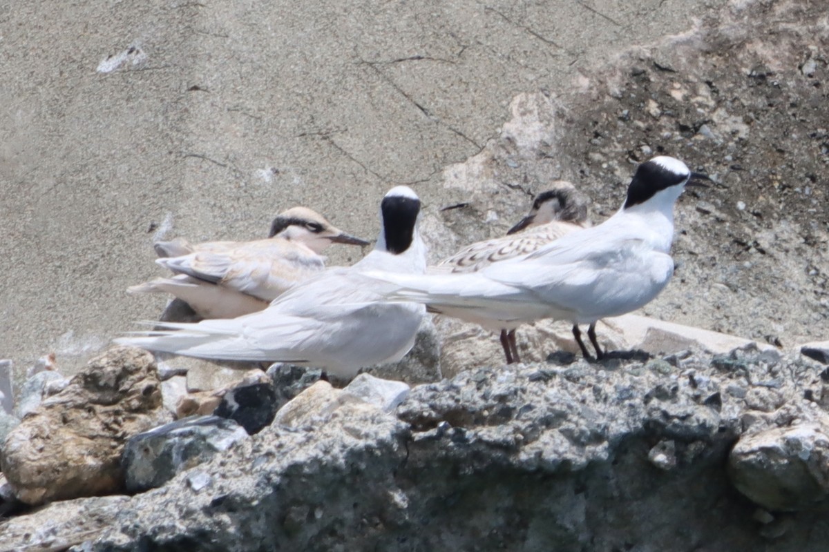 Black-naped Tern - ML637777867