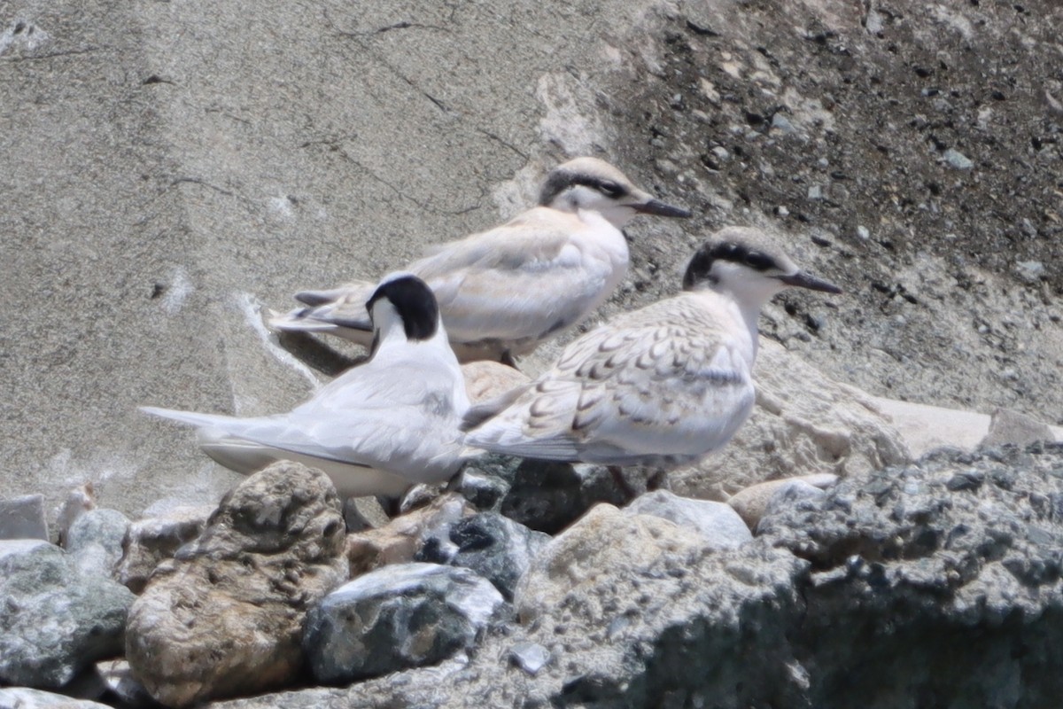 Black-naped Tern - ML637777868