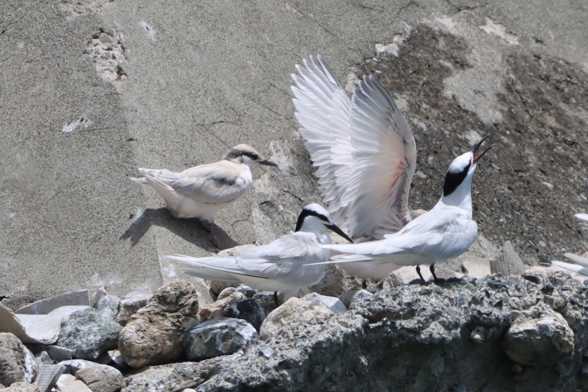 Black-naped Tern - ML637777870