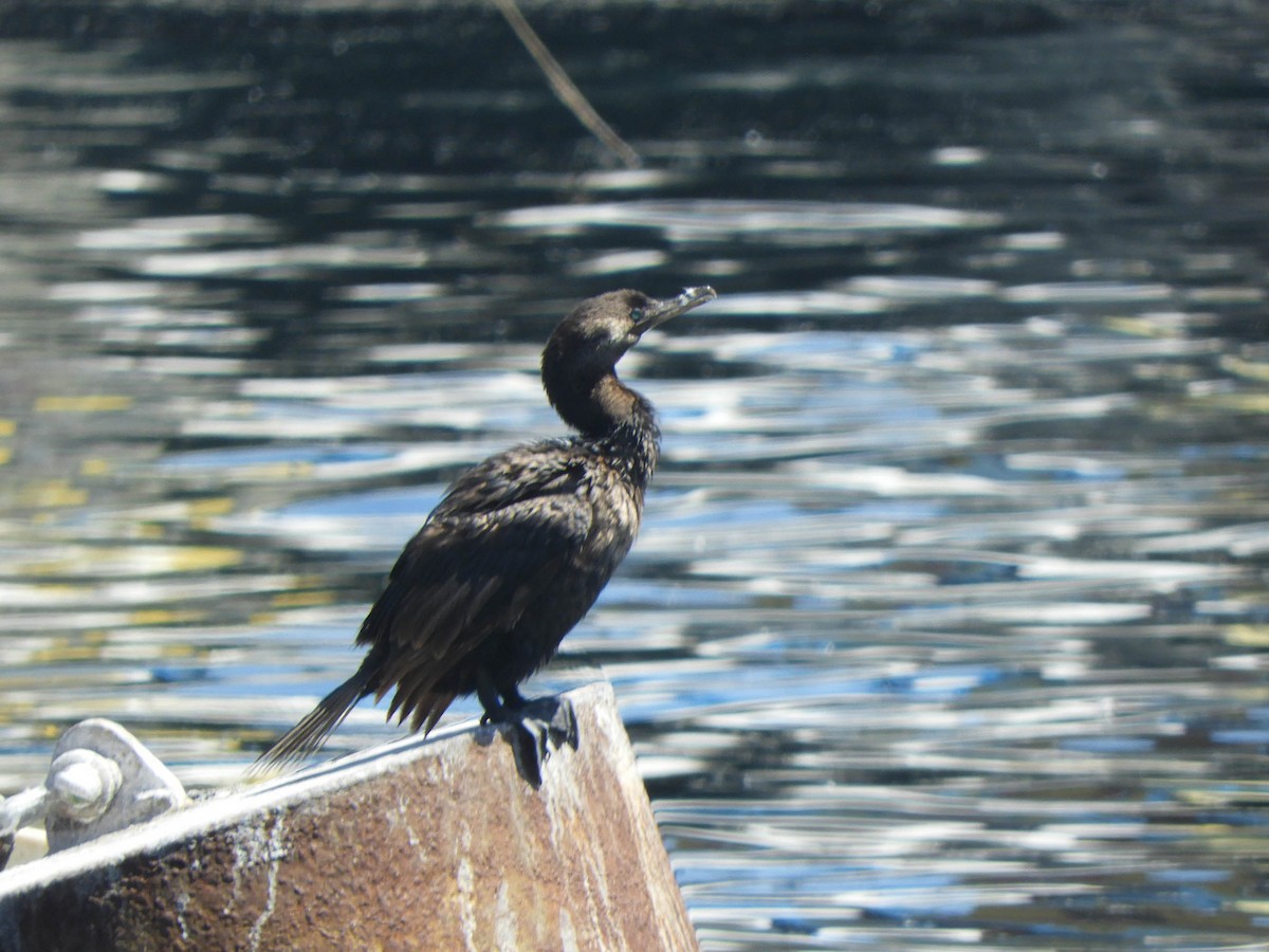 Neotropic Cormorant - ML637777871