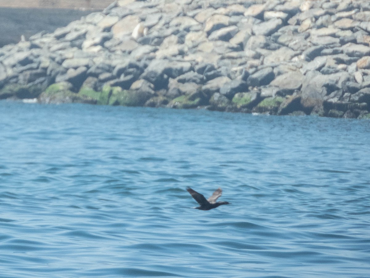 Neotropic Cormorant - ML637777872