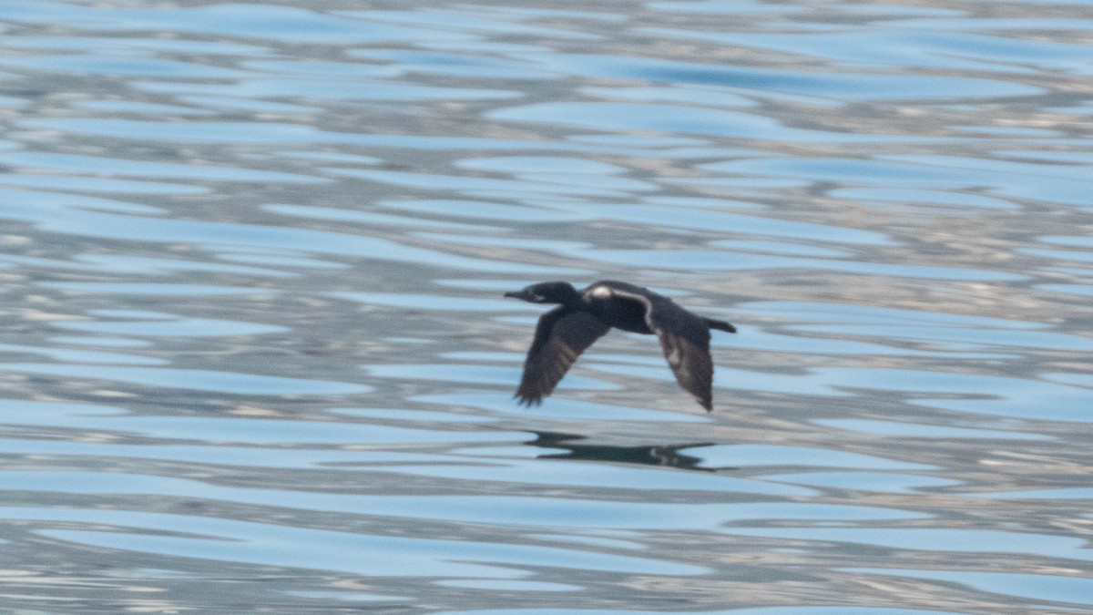 Neotropic Cormorant - ML637777873