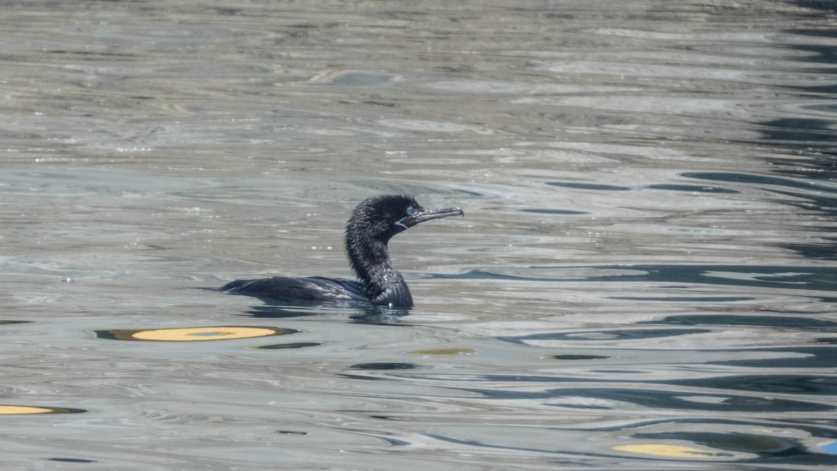 Neotropic Cormorant - ML637777874
