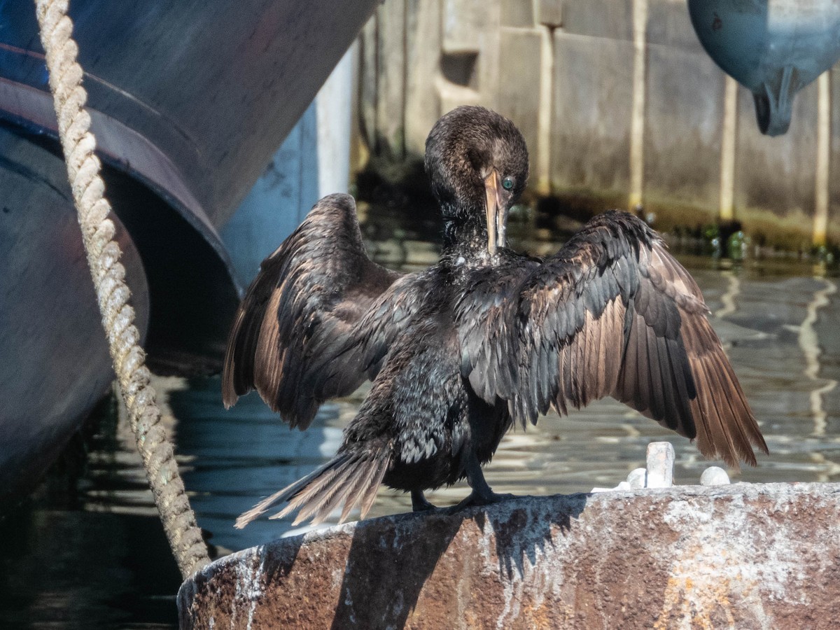 Neotropic Cormorant - ML637777875