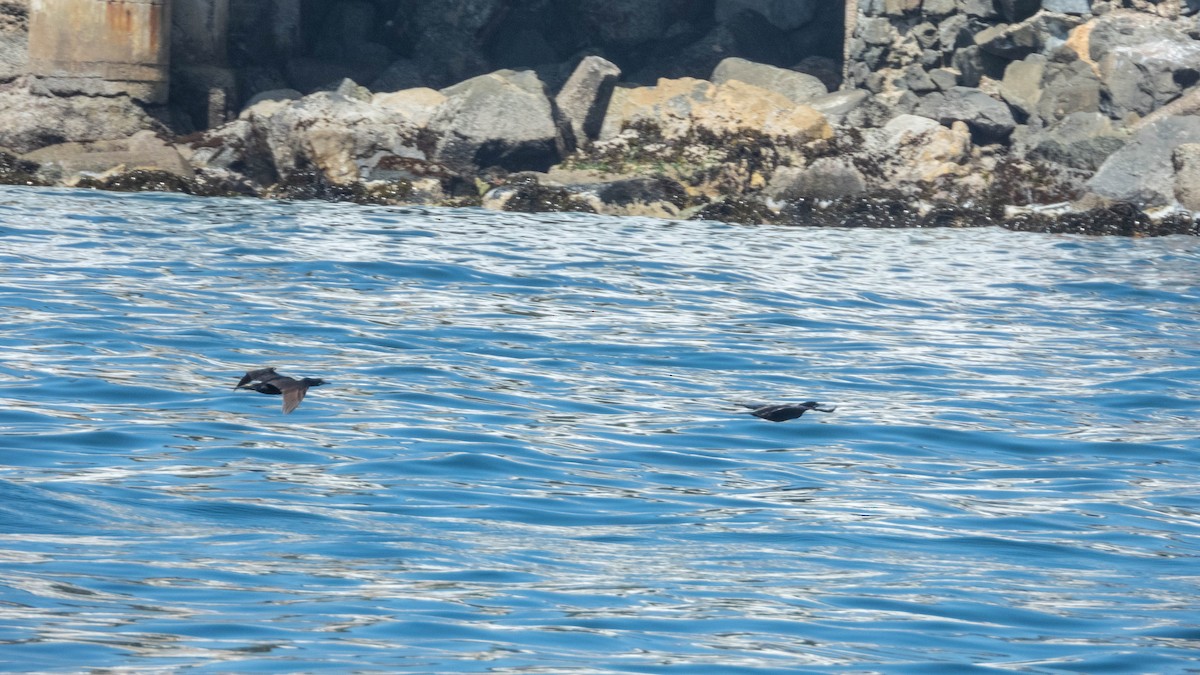 Neotropic Cormorant - ML637777877