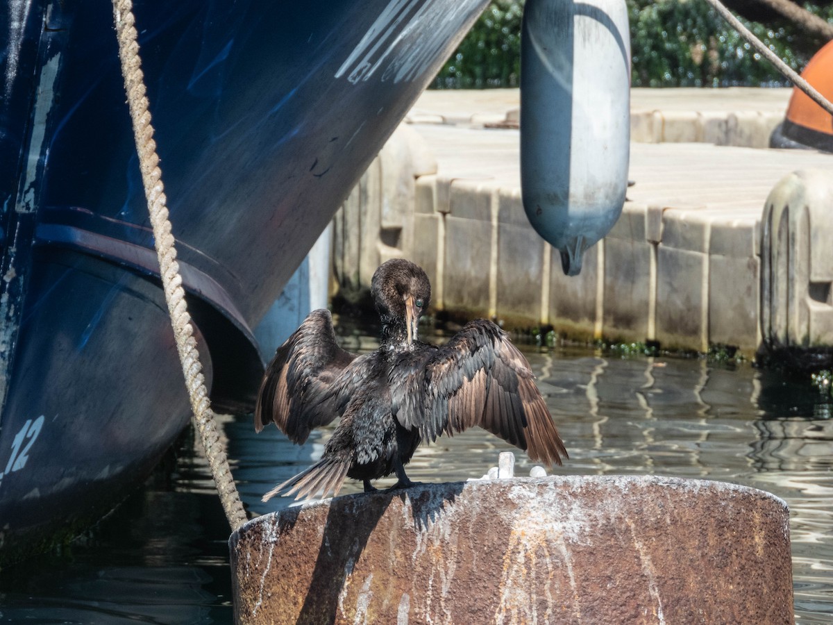 Neotropic Cormorant - ML637777878