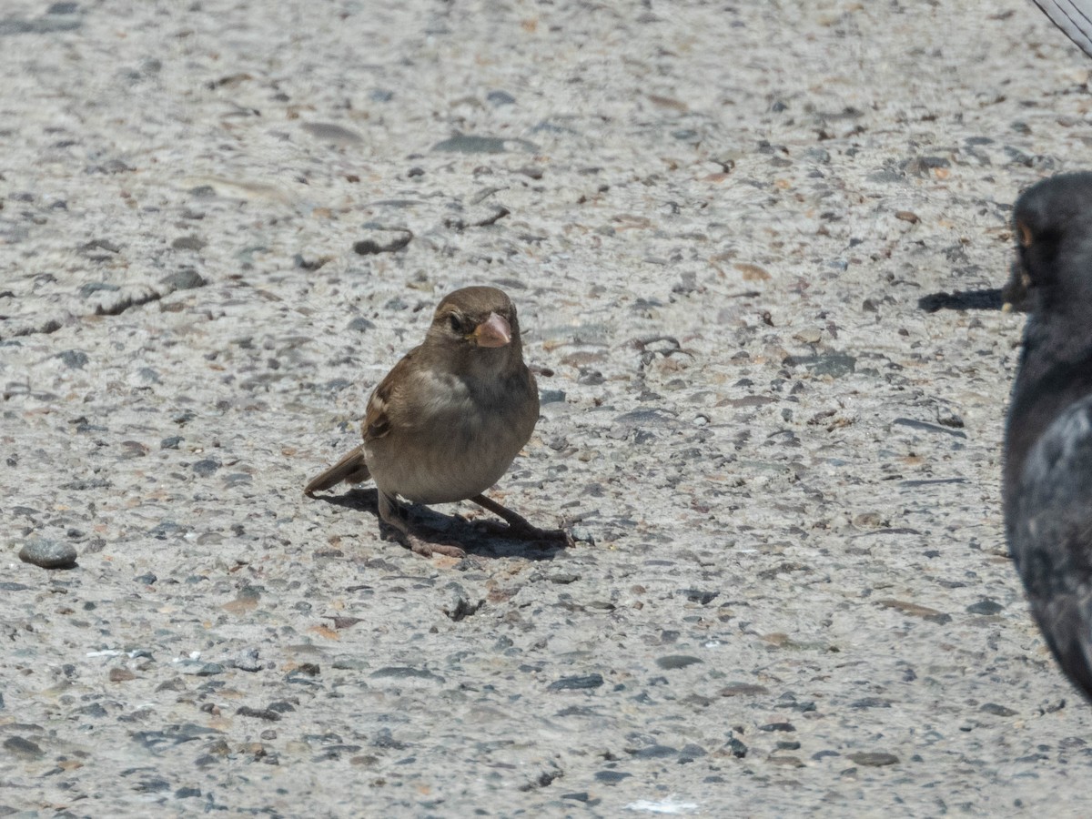 House Sparrow - ML637777879
