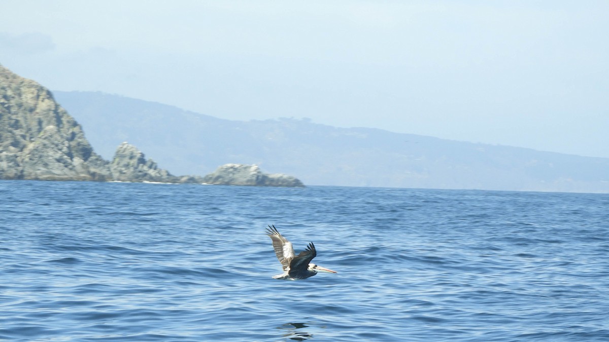 Peruvian Pelican - ML637777880