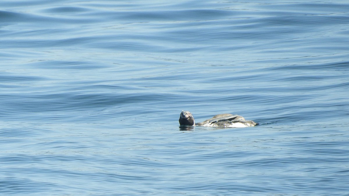 Humboldt Penguin - ML637777893