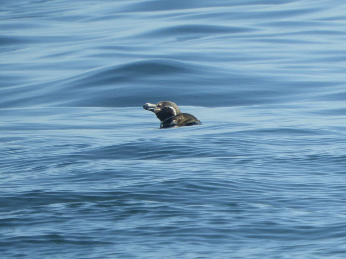 Humboldt Penguin - ML637777894