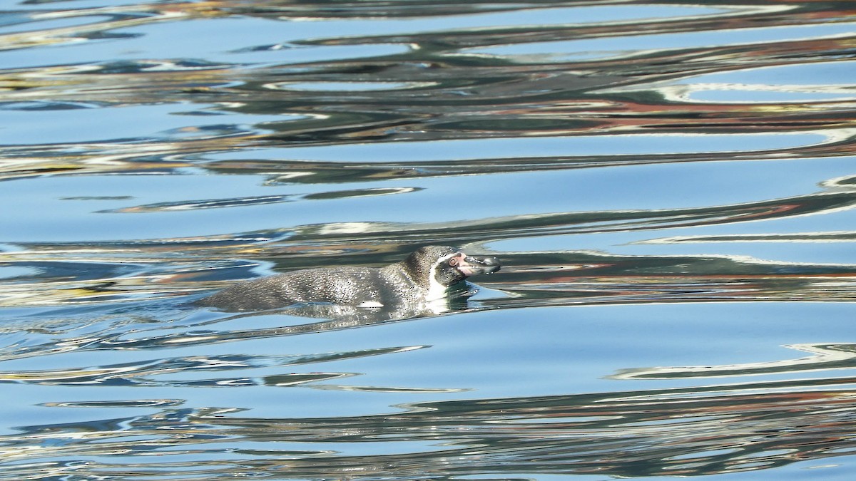 Humboldt Penguin - ML637777895