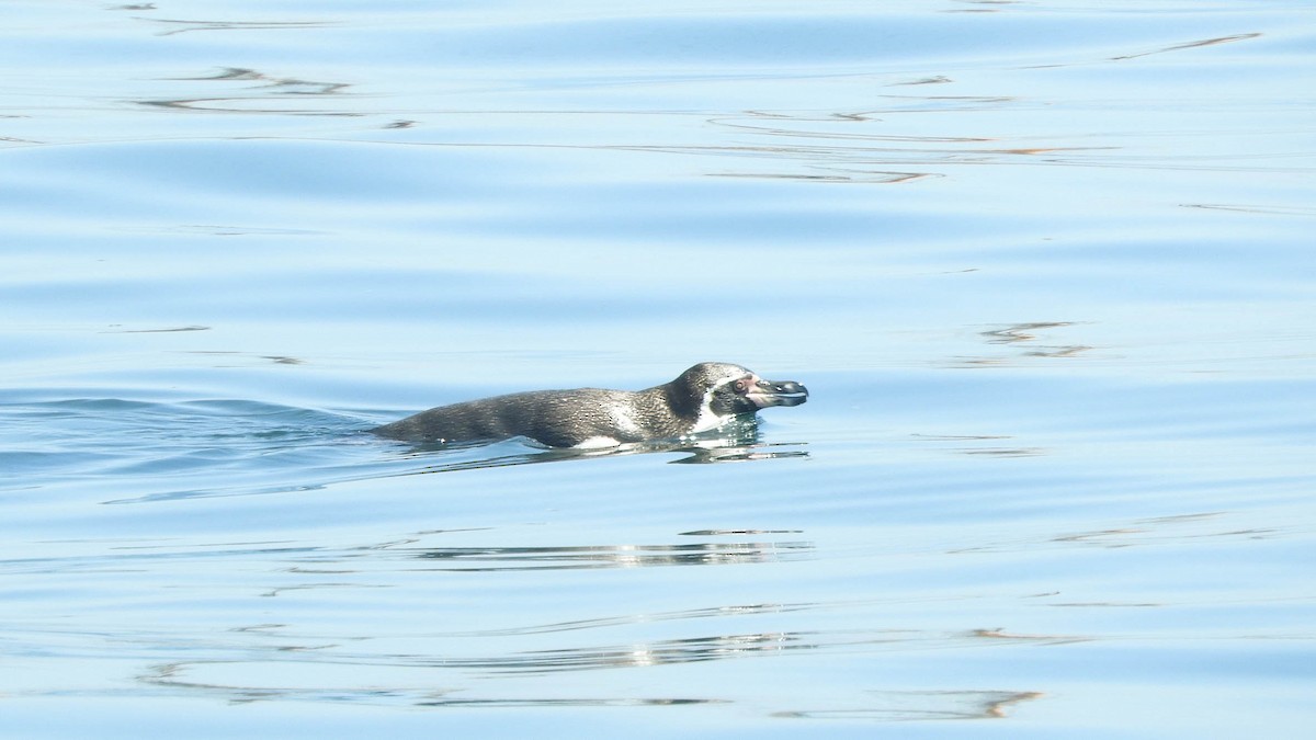 Humboldt Penguin - ML637777896