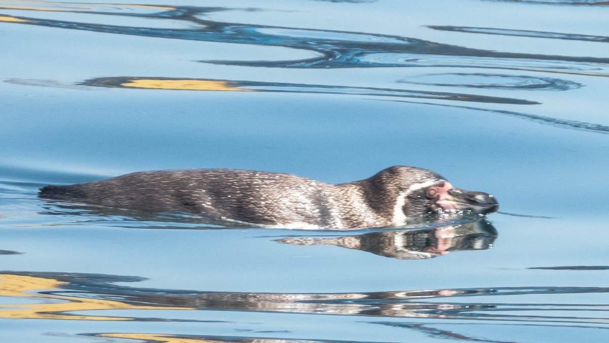 Humboldt Penguin - ML637777898