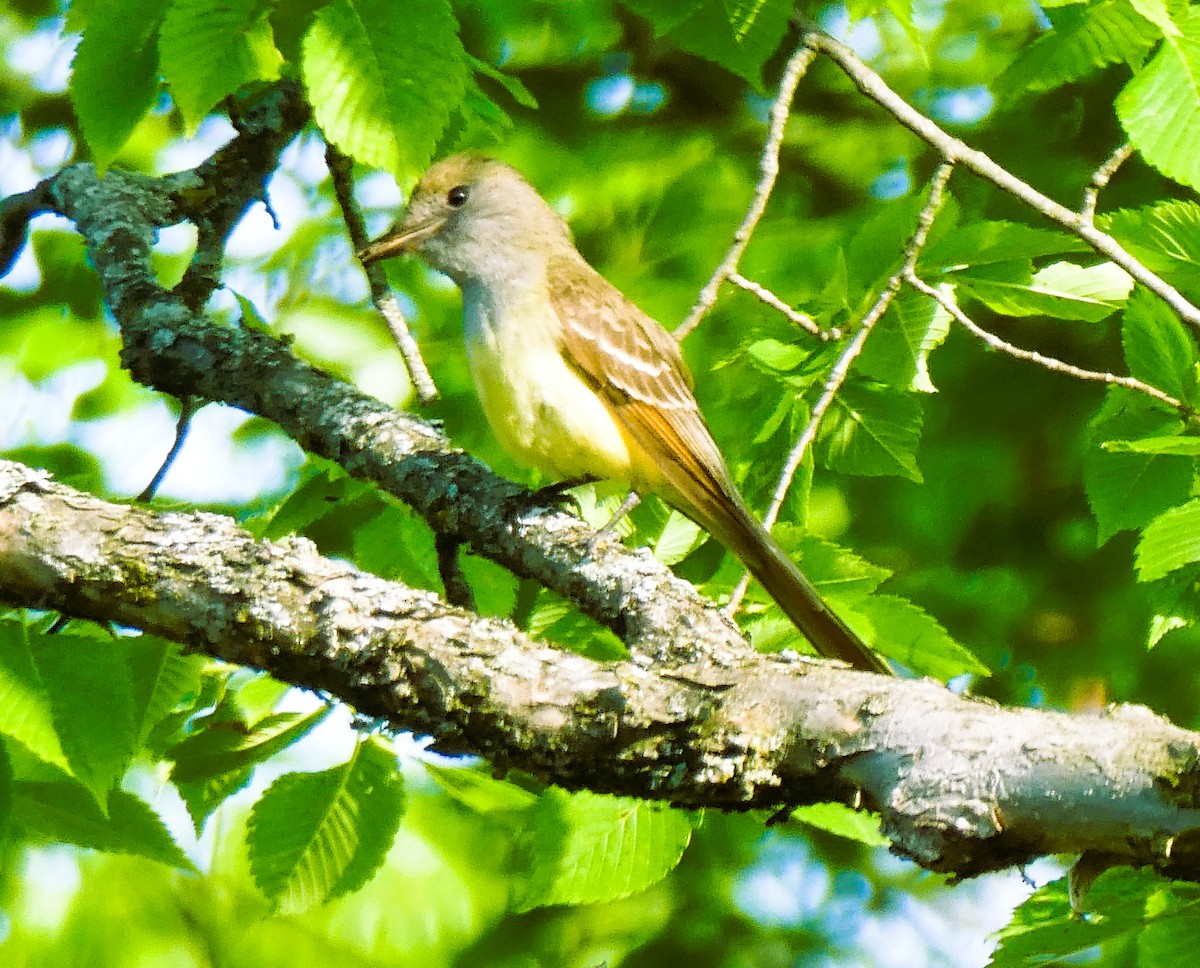 Great Crested Flycatcher - ML637777903