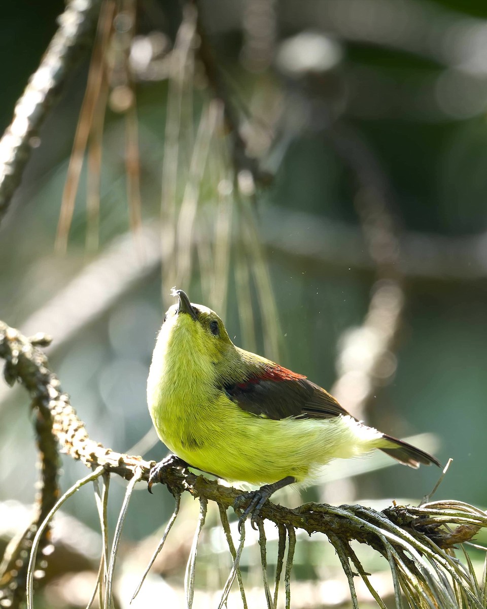 Däumlingsnektarvogel - ML637777963