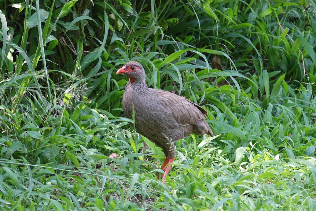 Red-necked Spurfowl - ML637777967
