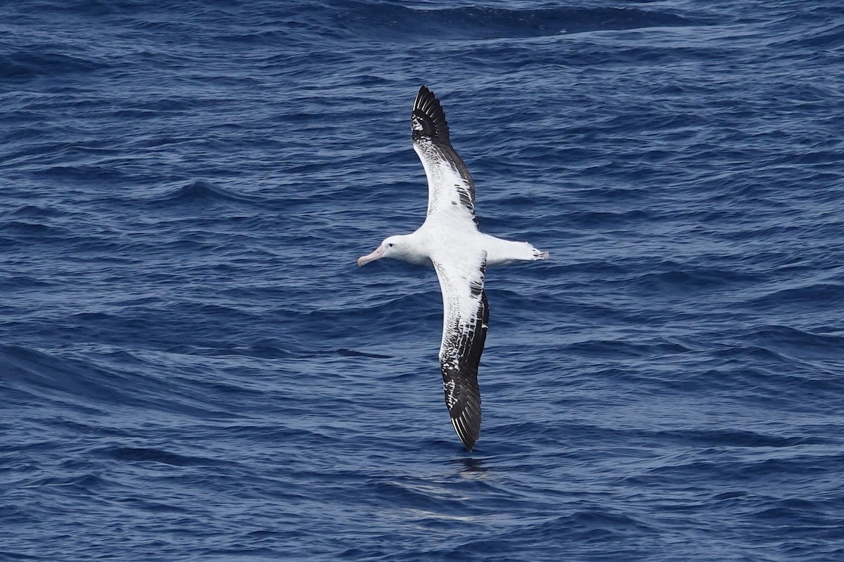 Snowy Albatross - ML637777991