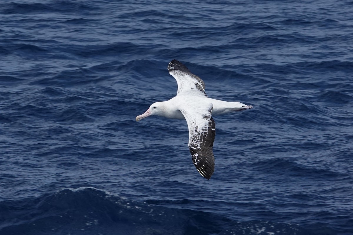 Snowy Albatross - ML637777993