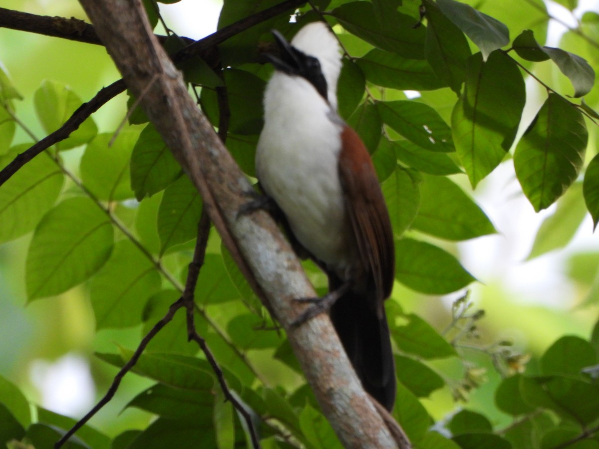 White-crested Laughingthrush - ML637778027