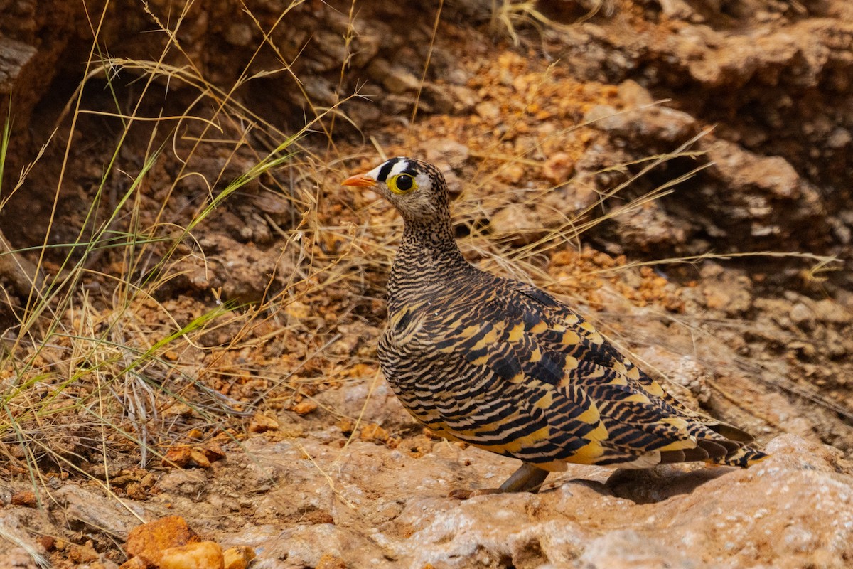 Lichtenstein's Sandgrouse - ML637778028