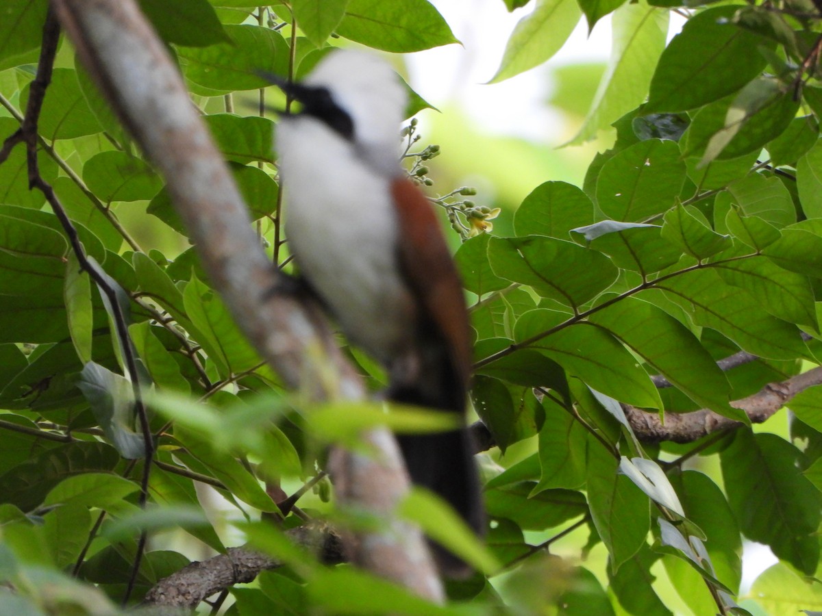 White-crested Laughingthrush - ML637778029