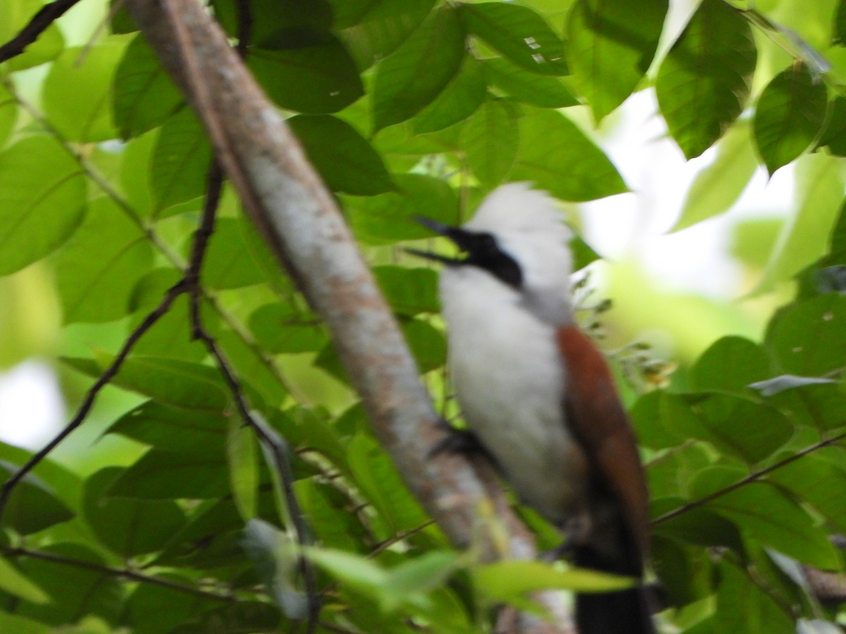 White-crested Laughingthrush - ML637778032