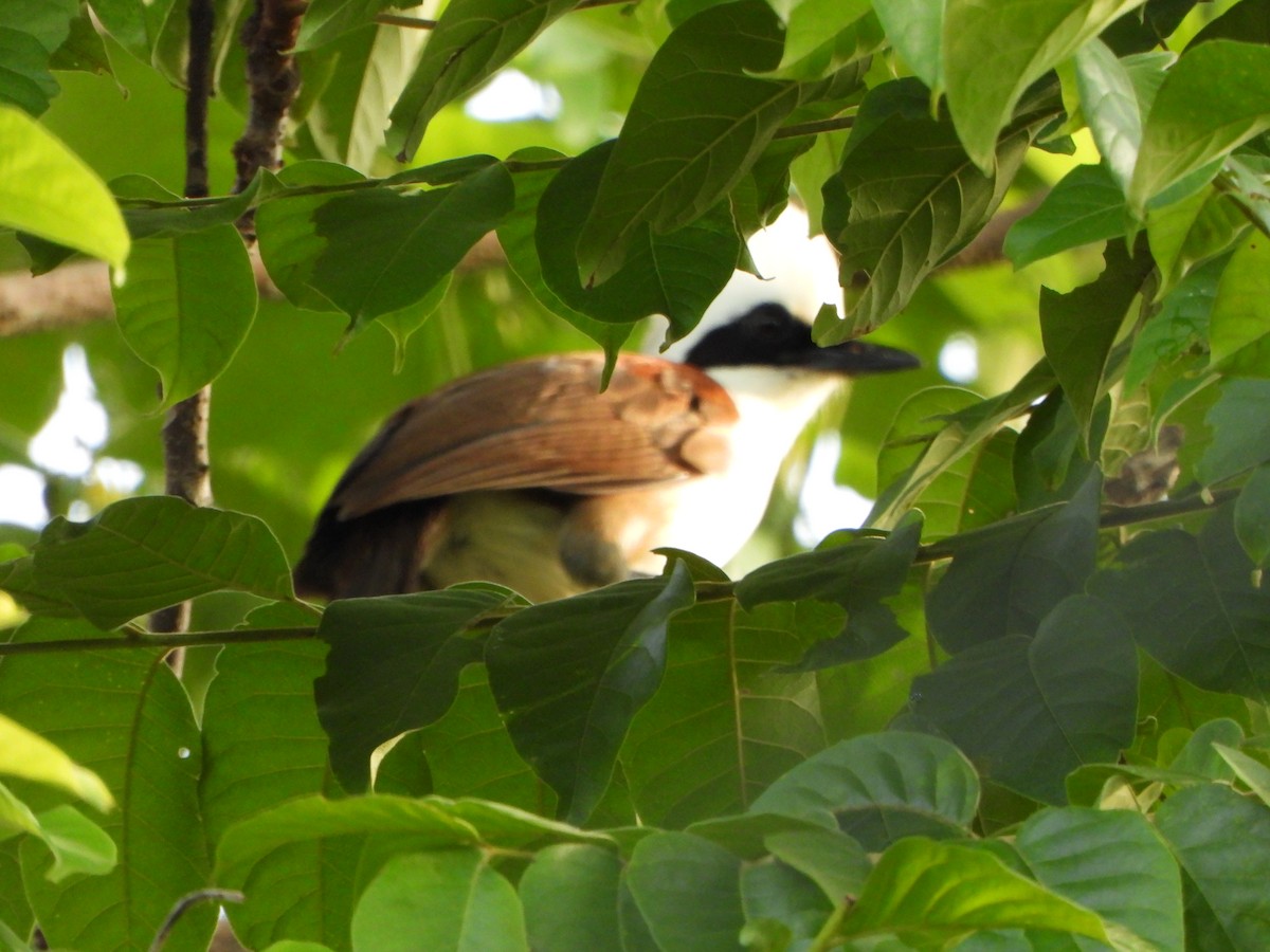 White-crested Laughingthrush - ML637778034