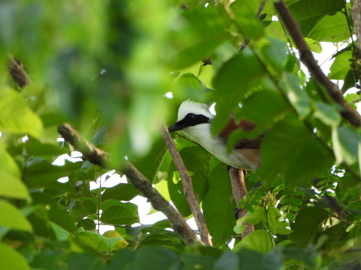 White-crested Laughingthrush - ML637778036