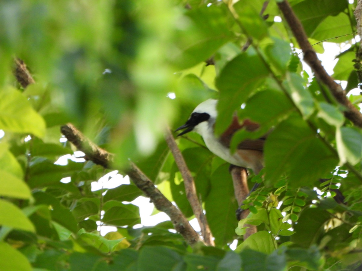 White-crested Laughingthrush - ML637778038