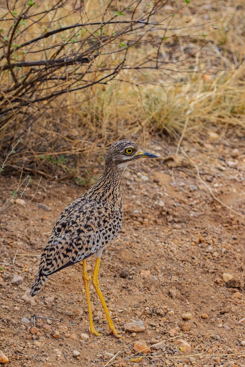 Spotted Thick-knee - ML637778059