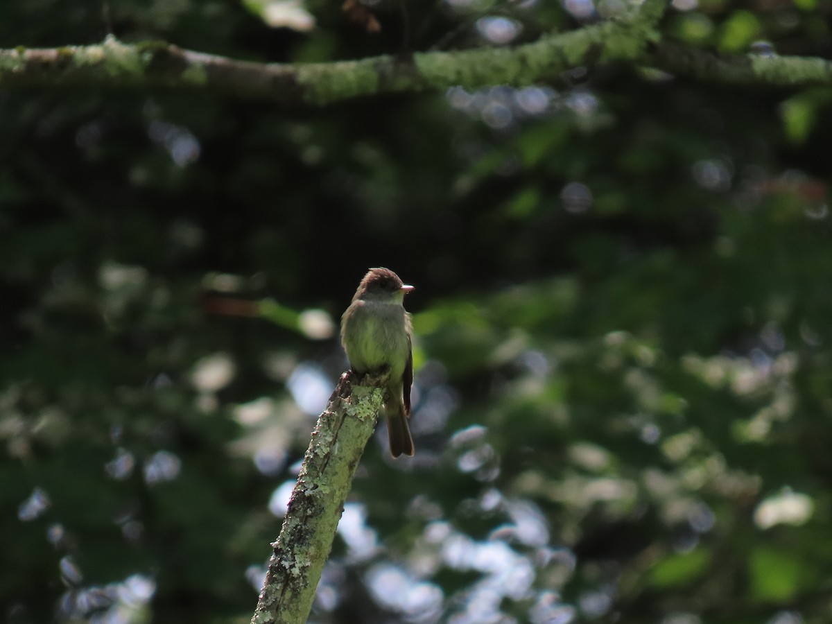 Eastern Wood-Pewee - ML637778068