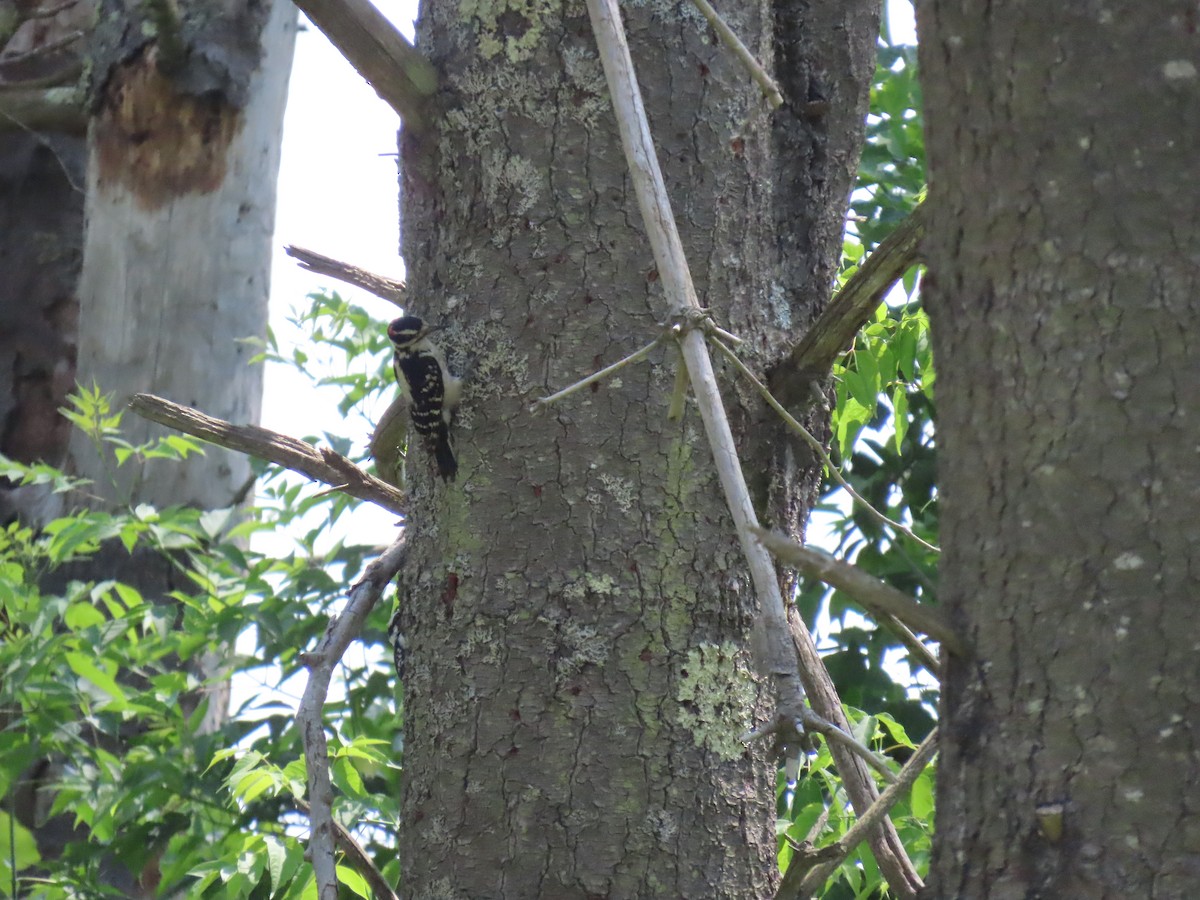 Hairy Woodpecker - ML637778097