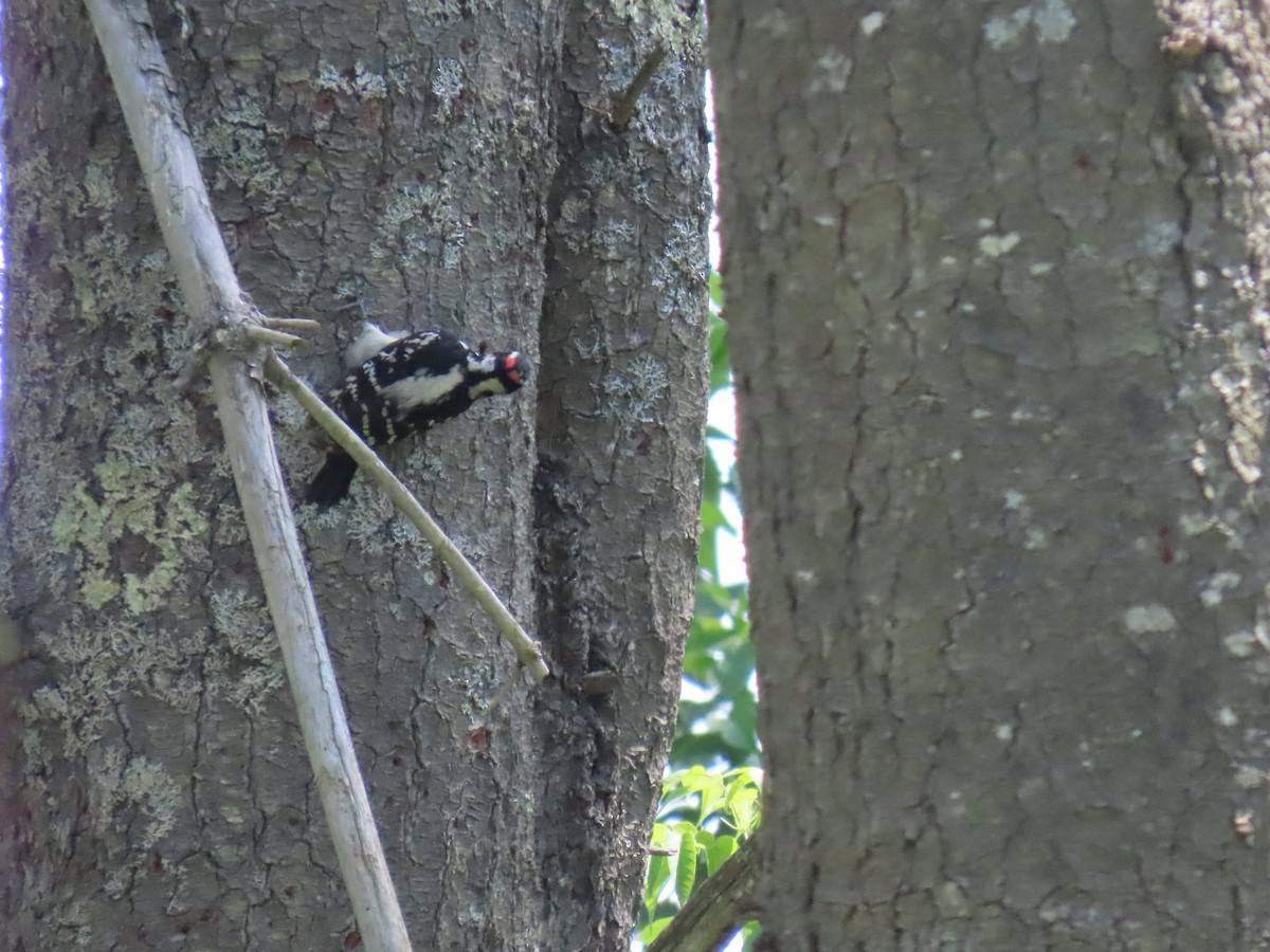 Hairy Woodpecker - ML637778099