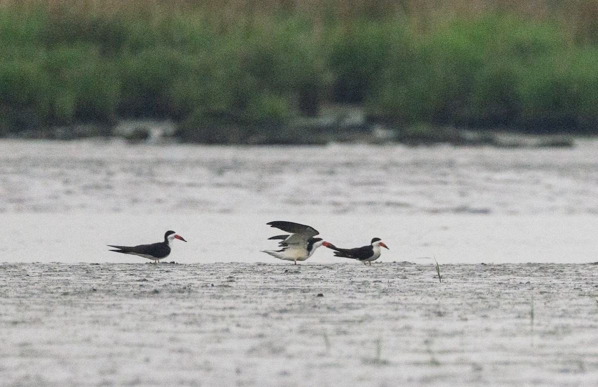 Black Skimmer - ML637778103