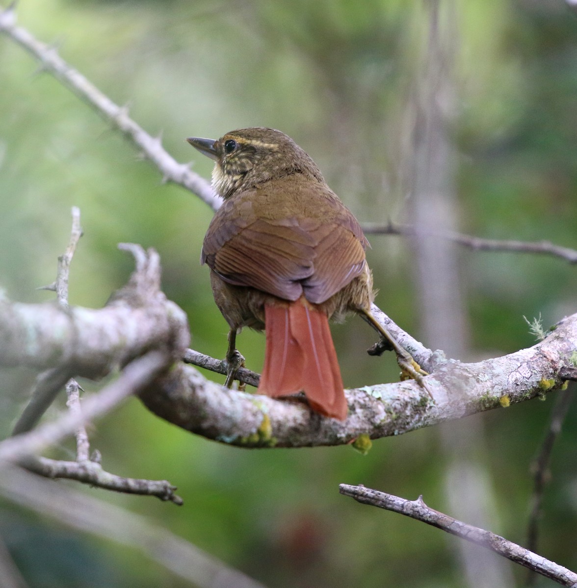 Buff-browed Foliage-gleaner - ML637778113