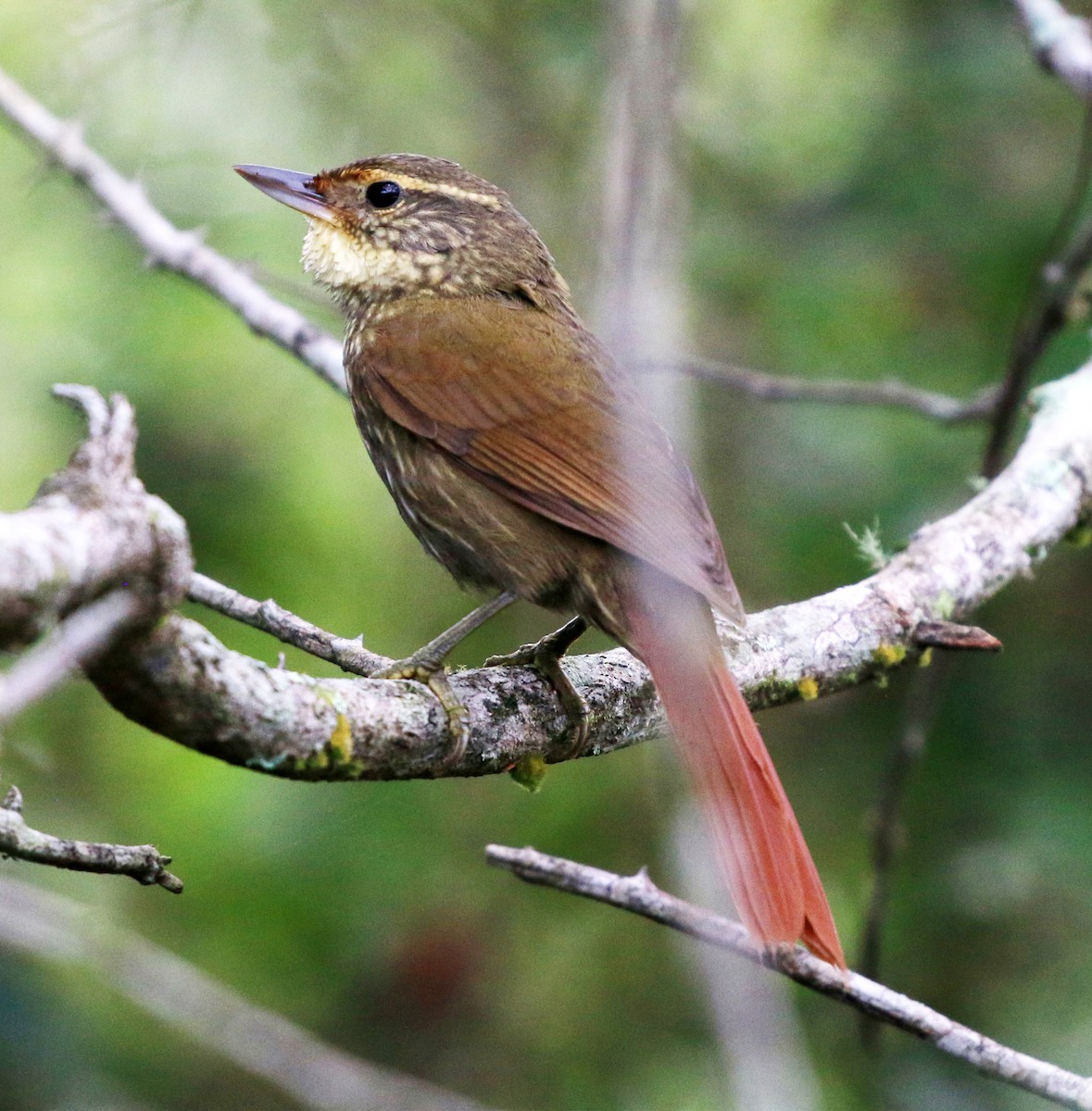 Buff-browed Foliage-gleaner - ML637778114