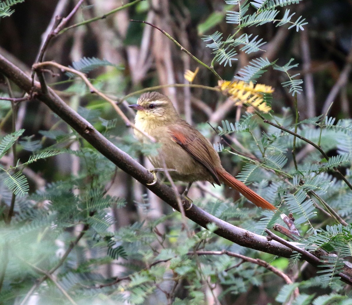 Olive Spinetail - ML637778117