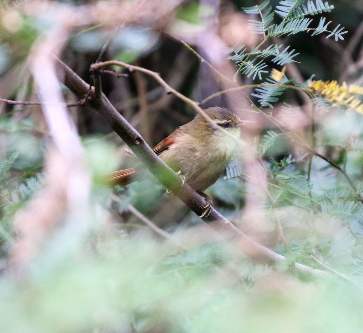 Olive Spinetail - ML637778118