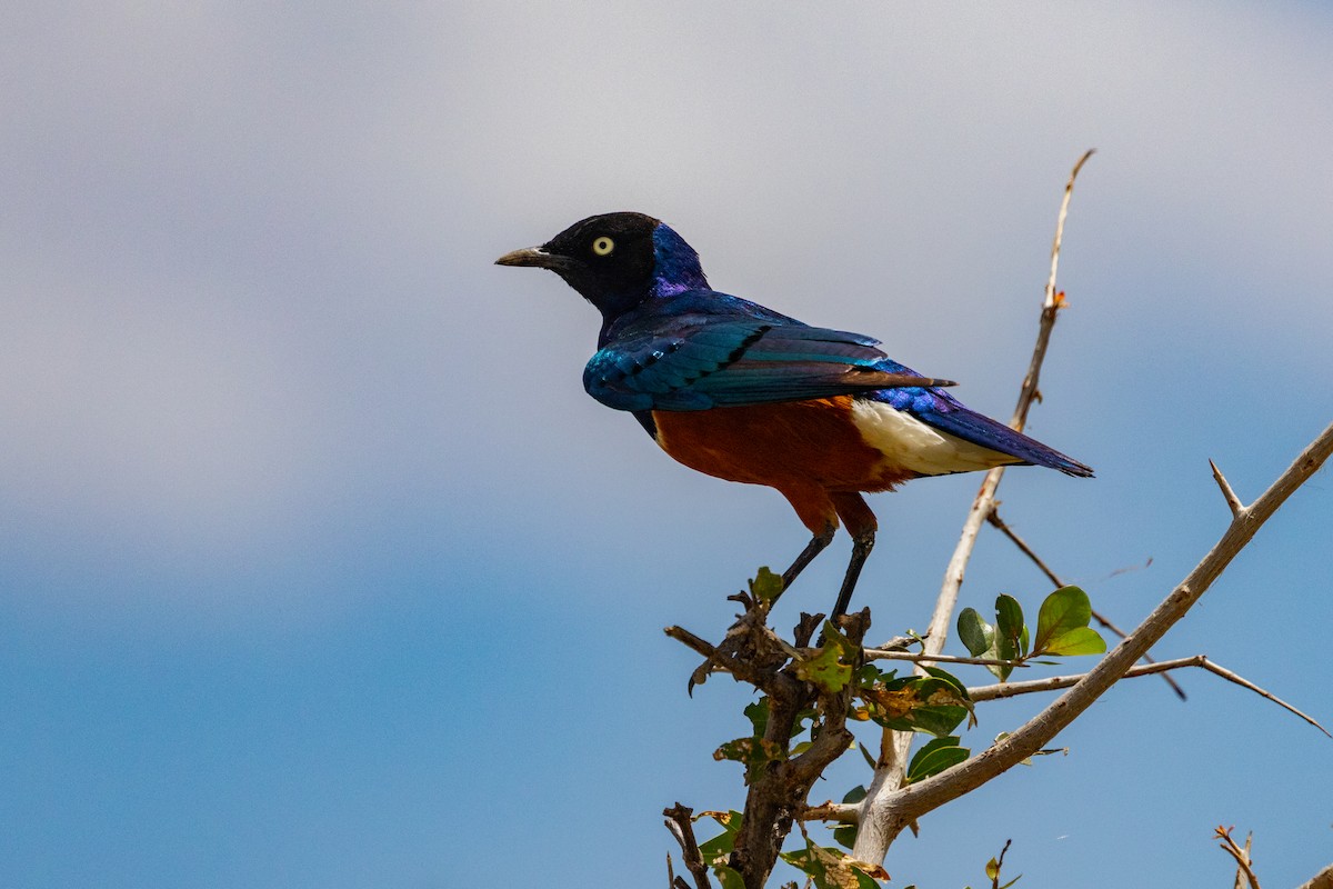 Superb Starling - ML637778119