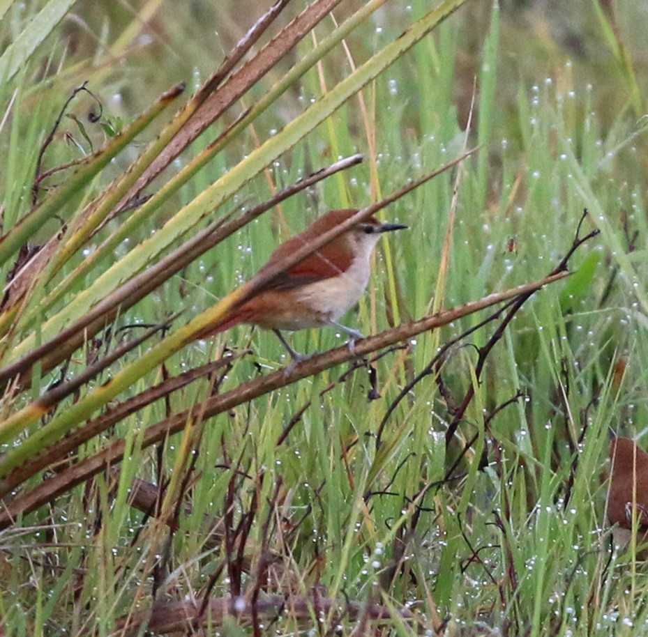 Yellow-chinned Spinetail - ML637778121