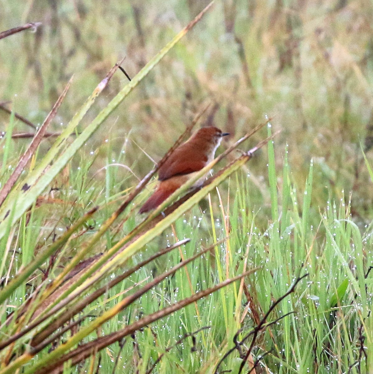 Yellow-chinned Spinetail - ML637778122