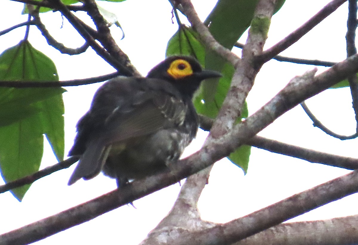 Arfak Honeyeater - ML637778123