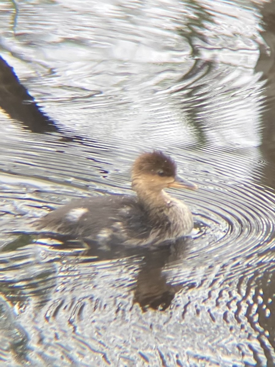Hooded Merganser - ML637778124