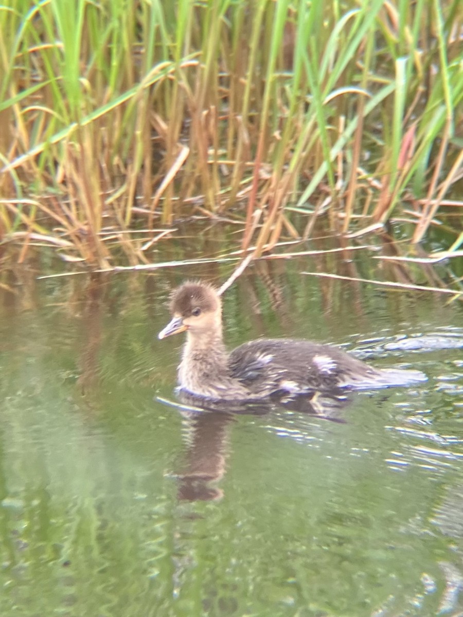 Hooded Merganser - ML637778125