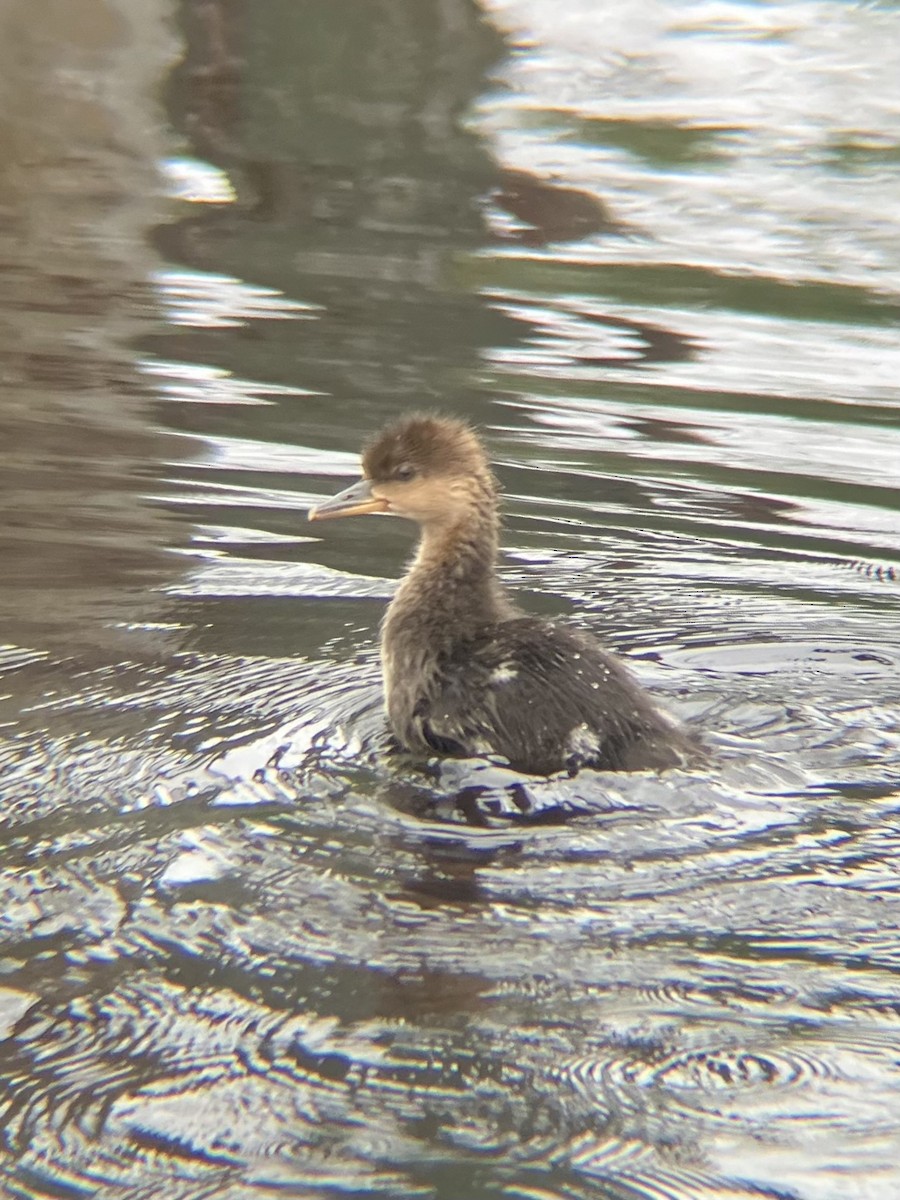 Hooded Merganser - ML637778126