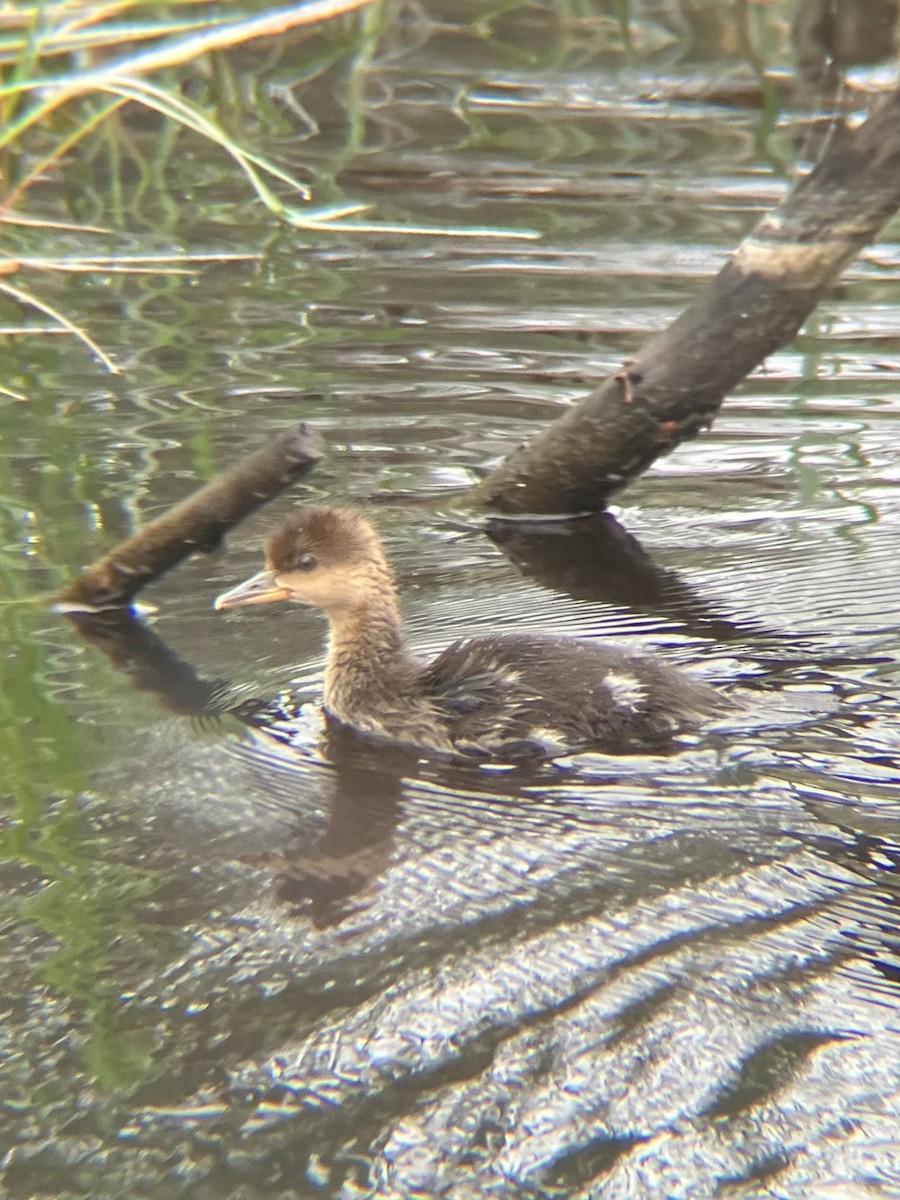 Hooded Merganser - ML637778127