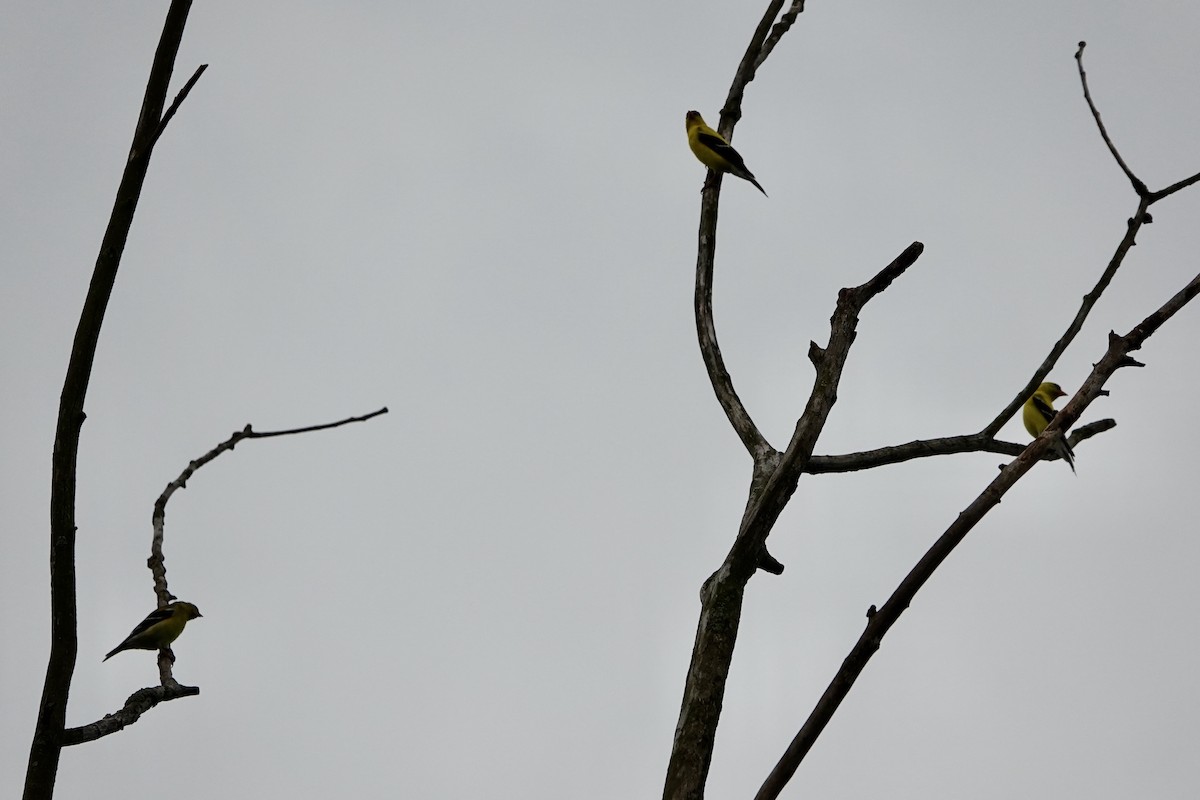American Goldfinch - ML637778129